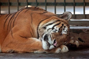 tigre-bangladesh_650x435 (1)
